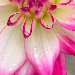 Meet your Posher, Anne